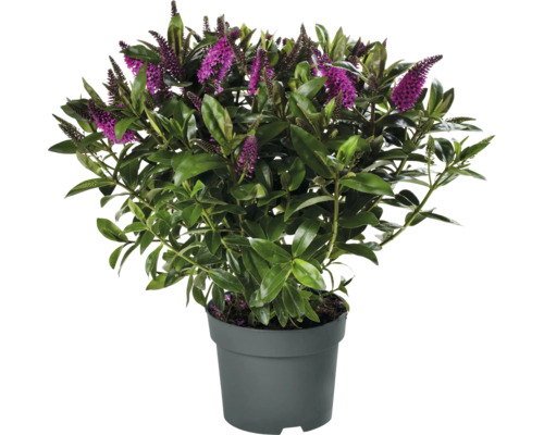 Hebe Strauch mit violetten Blüten im Topf