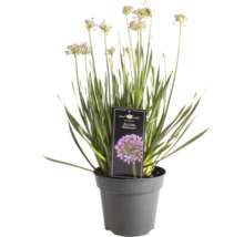 Allium Millenium im Topf