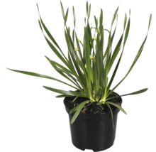 Stern von Bethlehem Pflanze im Topf