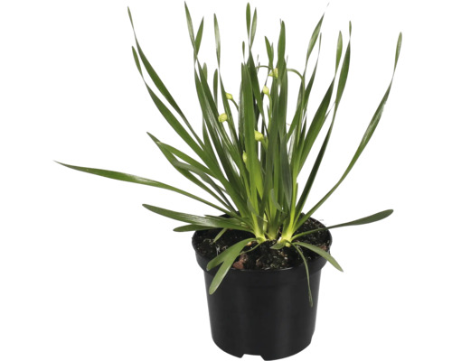 Stern von Bethlehem Pflanze im Topf