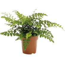 Grüner Eichenblatt Farn in Pflanztopf