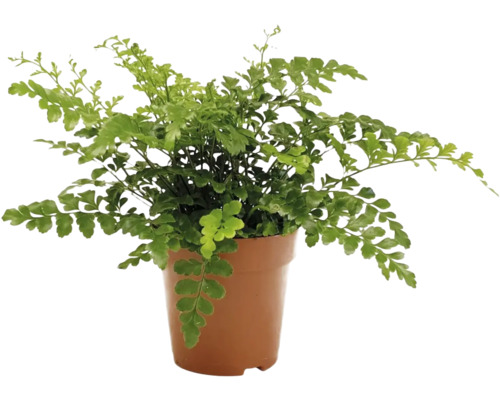 Grüner Eichenblatt Farn in Pflanztopf