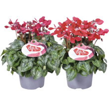 Zwei Alpenveilchen Pflanzen im Topf