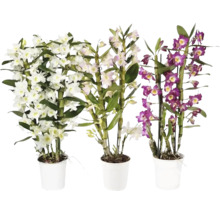 Drei Topf-Dendrobium-Orchideen mit Blüten