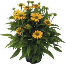 Gelber Sonnenhut in einem Topf.