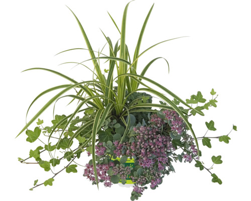 Arrangement aus Zierpflanzen für den Außenbereich