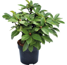 Rhododendron im Topf