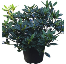 Rhododendron im Topf