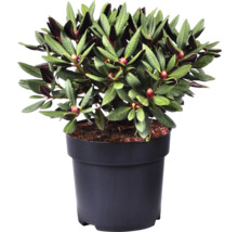 Rhododendron im Topf