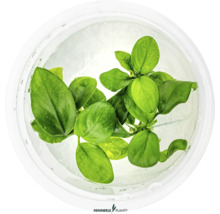 Aquarienpflanze im Wasser