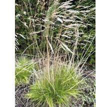 Büschel von Ziergras im Garten