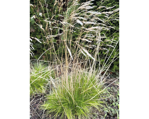Riesen-Schwingel FloraSelf Festuca gigantea H 10-30 cm Co 0,5 L