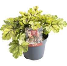 Heuchera Pflanze im Topf
