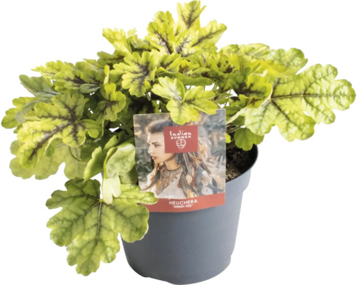 Purpurglökchen Heuchera 'Indian Summer Green' H 5-20 cm Co 1,5 L