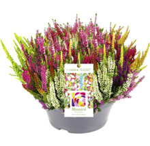 Bunte Heidepflanze im Topf mit Mosaica Logo