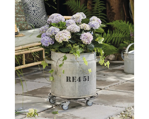 Hortensie in einem verzinkten Topf auf einem Rollbrett im Garten.