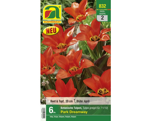 Blumenzwiebel Botanische Tulpe 'Oriental Beauty', 6 Stk