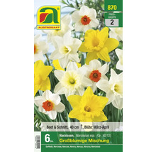 Packung großblumige Narzissenmischung, 6 Stück, 40 cm hoch, Blütezeit März bis April