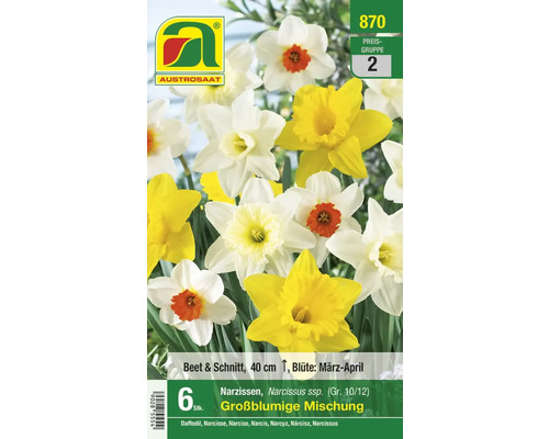 Packung großblumige Narzissenmischung, 6 Stück, 40 cm hoch, Blütezeit März bis April
