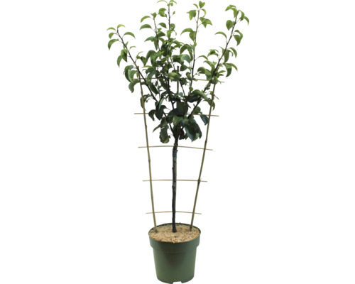 Baum in einem Topf mit Rankhilfe