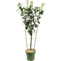 Obstbaum im Topf mit Rankhilfe