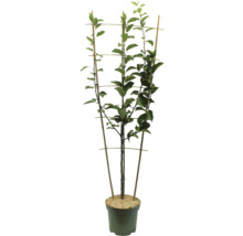 Baum im Topf mit Rankhilfe