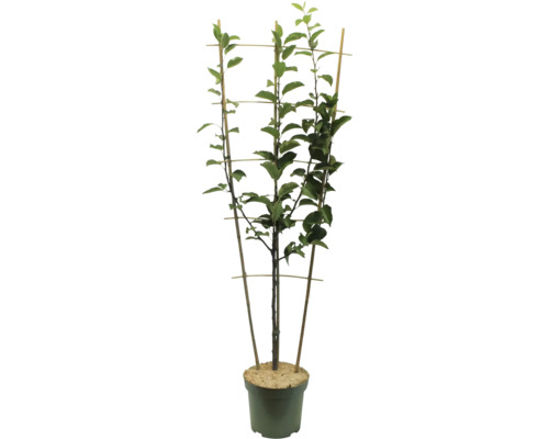 Baum im Topf mit Rankhilfe