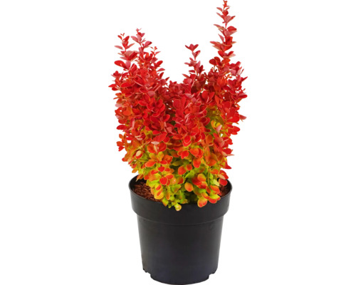 Berberitze 'Orange Ice' FloraSelf H 30-40 cm Co 2,8 L Berberitze im Topf