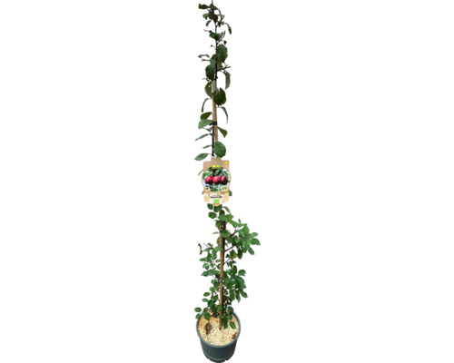 Säulenobstbaum im Topf, an einem Holzstab befestigt