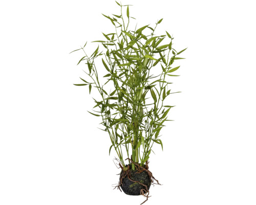 Kunstpflanze Bambus Höhe: 42 cm grün