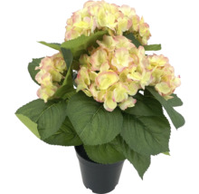 Gelb-rosa Hortensie im Topf als Dekoration