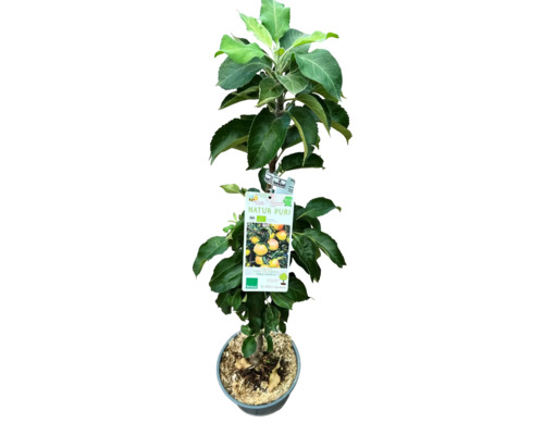 Apfelbaum im Topf mit Natur PURI Etikett