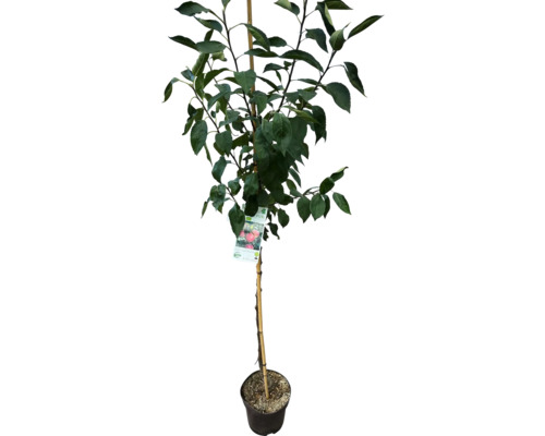 Apfelbaum im Topf mit Stützpfahl und Etikett