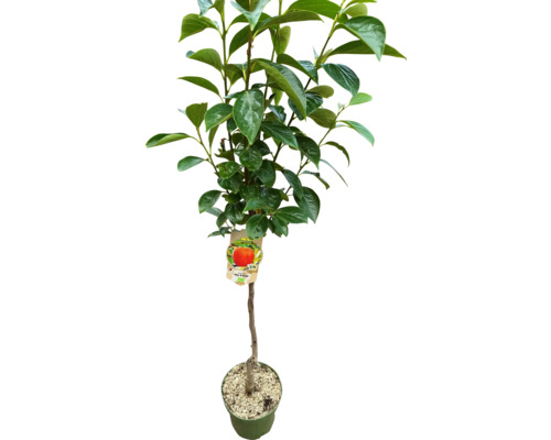 Persimone im Topf mit grünen Blättern