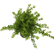 Myrte im Topf, Gartenpflanze