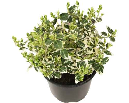 Weißbunte Kriechspindel FloraSelf Euonymus fortunei 'Emerald Gaiety' Ø 13 cm Topf Spindelstrauch im Topf mit grün-weißen Blättern
