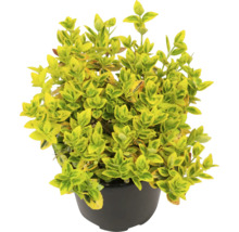 Immergrüner Spindelstrauch im Topf