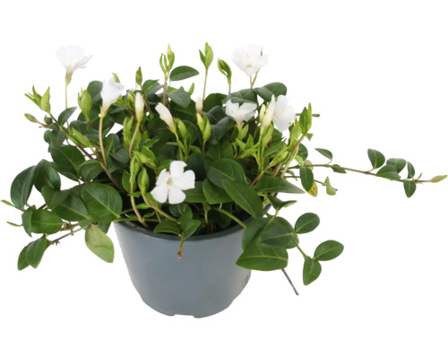 Weißes Immergrün FloraSelf Vinca minor 'Alba' Ø 13 cm Topf
