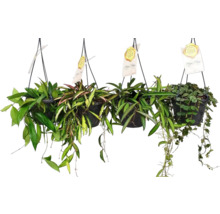 Vier Hängepflanzen der Gattung Hoya in Töpfen