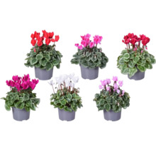 Verschiedenfarbige Alpenveilchen in Töpfen