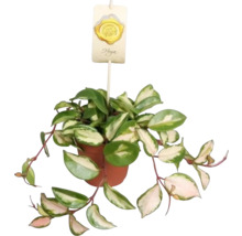 Hoya Zimmerpflanze im Topf mit Sortenschild
