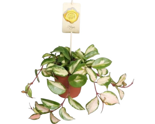 Hoya Zimmerpflanze im Topf mit Sortenschild