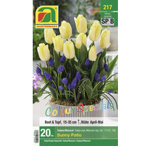 Austro Saat Tulpen und Muscari Blumenzwiebeln Packung