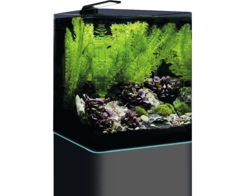 Eingerichtetes Aquarium mit Pflanzen, Steinen und Garnelen