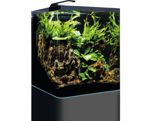 Aquarium mit Dekoration und Pflanzen