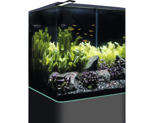 Eingerichtetes Aquarium mit Fischen und Pflanzen