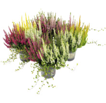 Verschiedenfarbige Heidepflanzen im Topf für den Garten