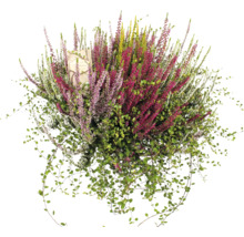 Blühende Besenheide mit grünen Blättern