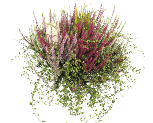 Blühende Besenheide mit grünen Blättern