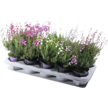 Erikasortiment im Pflanztablett mit verschiedenen Blütenfarben